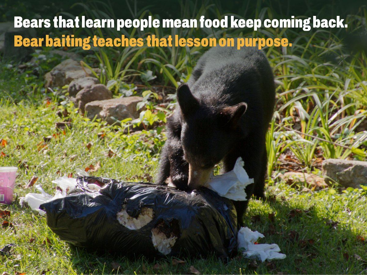A black bear tearing into a trash bag in a backyard. Text reads: Bears that learn people mean food keep coming back. Bear baiting teaches that lesson on purpose.