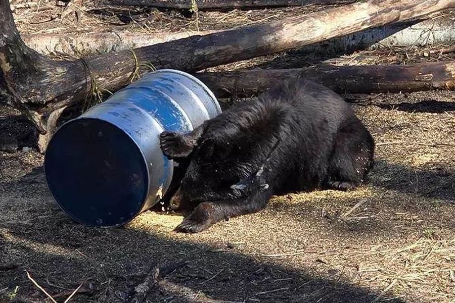 A black bear feeding at a bait barrel in the woods