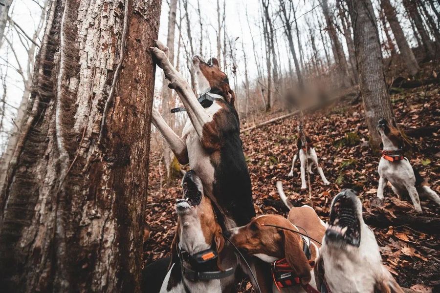 A pack of hounds with tracking collars baying up at a tree