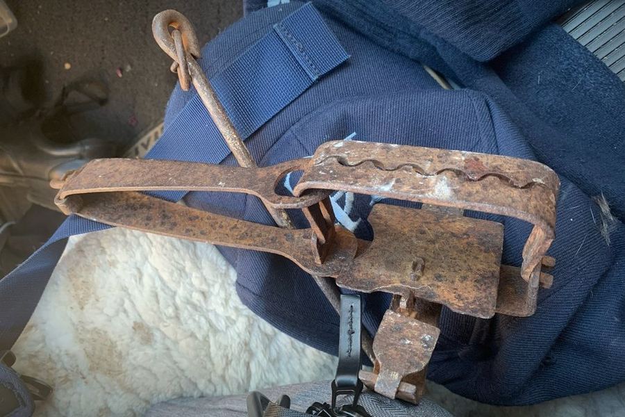 A rusted steel-jaw leghold trap with its chain
